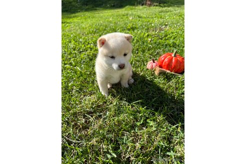 成約済の北海道の柴犬-344213の4枚目