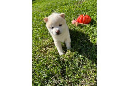 成約済の北海道の柴犬-344213の5枚目