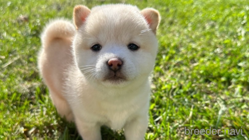 成約済の北海道の柴犬-344213の1枚目