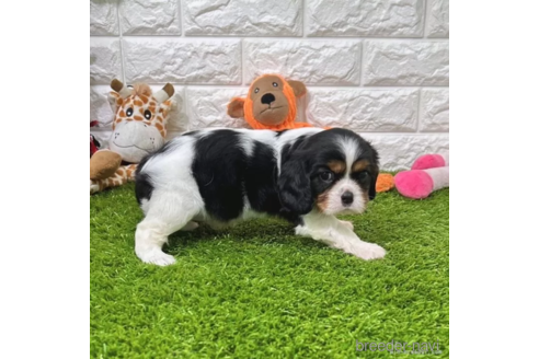 成約済の愛知県のキャバリアキングチャールズスパニエル-345191の2枚目