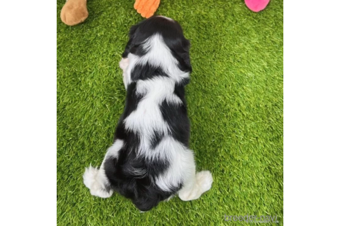 成約済の愛知県のキャバリアキングチャールズスパニエル-345191の3枚目