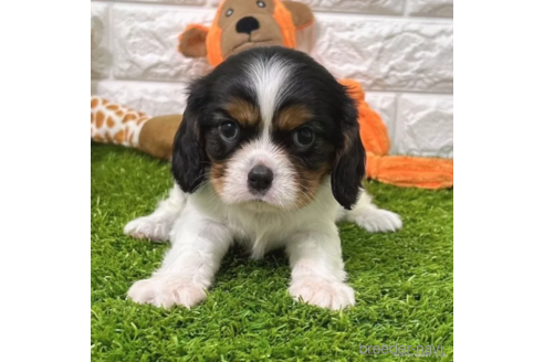 成約済の愛知県のキャバリアキングチャールズスパニエル-345191の4枚目