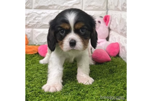 成約済の愛知県のキャバリアキングチャールズスパニエル-345191の1枚目