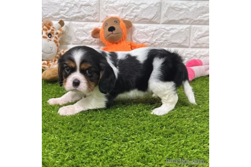 成約済の愛知県のキャバリアキングチャールズスパニエル-345191の5枚目