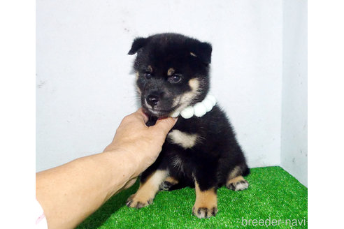 成約済の静岡県の柴犬-346812の6枚目