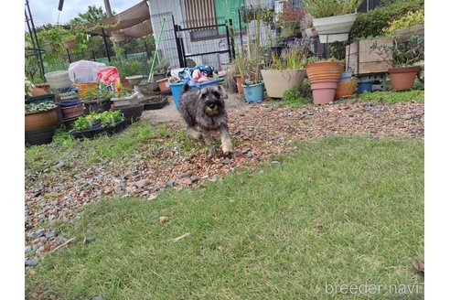 成約済の栃木県のミニチュアシュナウザー-331696の2枚目