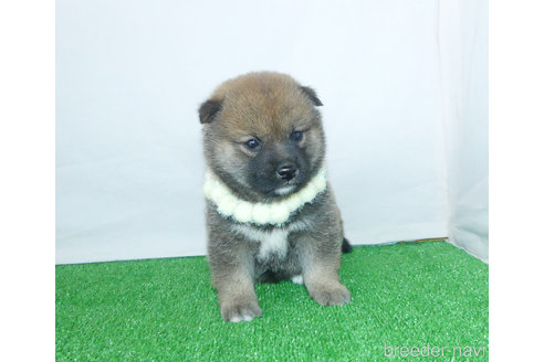 成約済の静岡県の柴犬-346816の3枚目