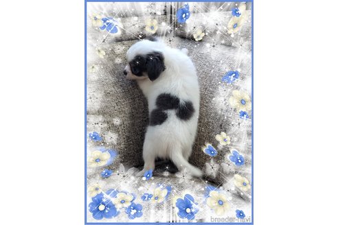 成約済の山口県のチワワ(ロングコート)-344023の2枚目