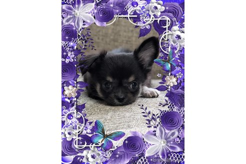 成約済の山口県のチワワ(ロングコート)-344024の2枚目