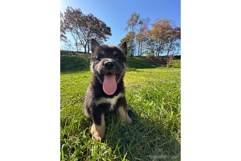 成約済の北海道の柴犬-346824の2枚目