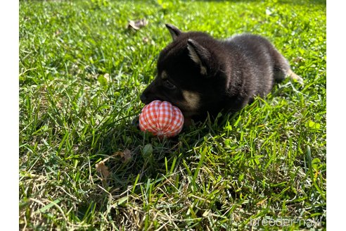 成約済の北海道の柴犬-346824の3枚目