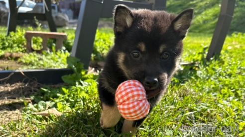 成約済の北海道の柴犬-346824の1枚目
