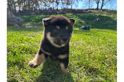 成約済の北海道の柴犬-346825の3枚目
