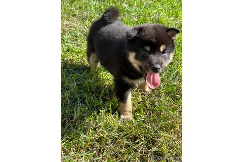 成約済の北海道の柴犬-346825の4枚目