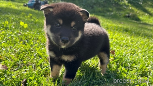 成約済の北海道の柴犬-346825の1枚目