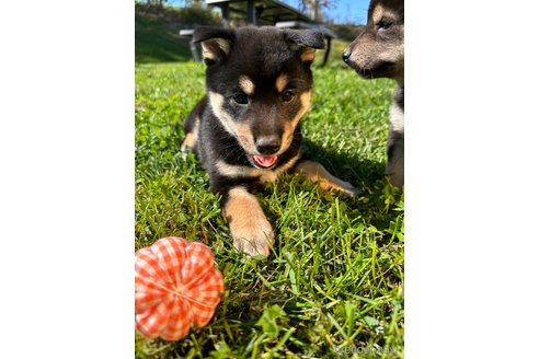 成約済の北海道の柴犬-346826の4枚目