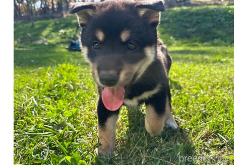 成約済の北海道の柴犬-346826の5枚目