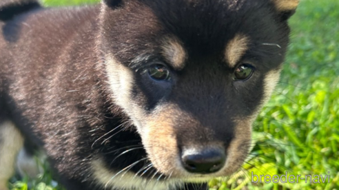 成約済の北海道の柴犬-346826の2枚目