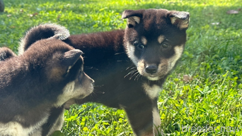 成約済の北海道の柴犬-346826の1枚目