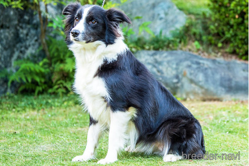 成約済の神奈川県のボーダーコリー-344995の1枚目