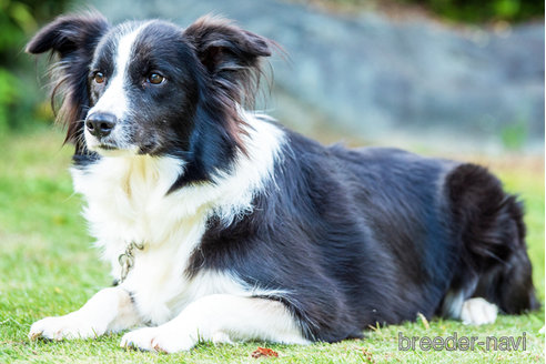成約済の神奈川県のボーダーコリー-344995の3枚目
