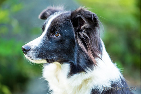 成約済の神奈川県のボーダーコリー-344995の2枚目