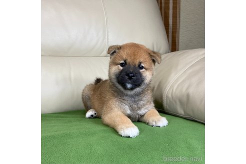 成約済の茨城県の柴犬-346849の1枚目
