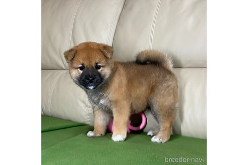成約済の茨城県の柴犬-346849の5枚目