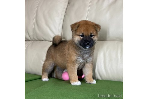 成約済の茨城県の柴犬-346849の6枚目