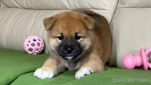 成約済の茨城県の柴犬-346849の4枚目