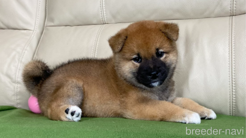 成約済の茨城県の柴犬-346849の3枚目