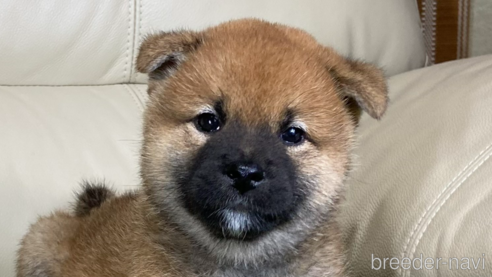 成約済の茨城県の柴犬-346849の2枚目