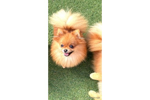 成約済の群馬県のポメラニアン-346853の2枚目