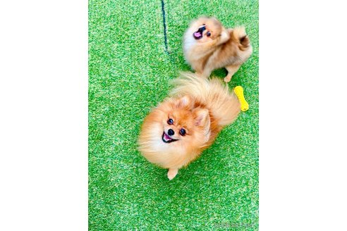 成約済の群馬県のポメラニアン-346853の3枚目