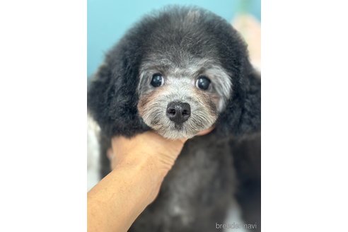 成約済の東京都のミックス犬-346861の4枚目