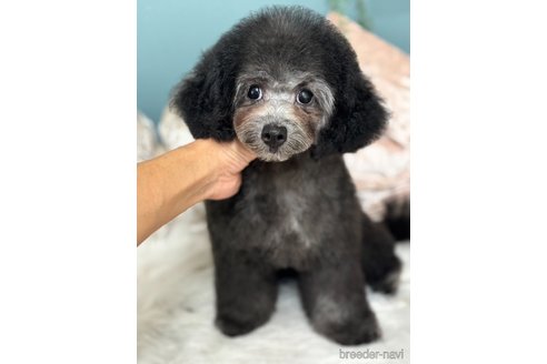 成約済の東京都のミックス犬-346861の5枚目