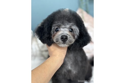 成約済の東京都のミックス犬-346861の2枚目