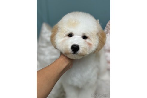 成約済の東京都のミックス犬-346862の3枚目