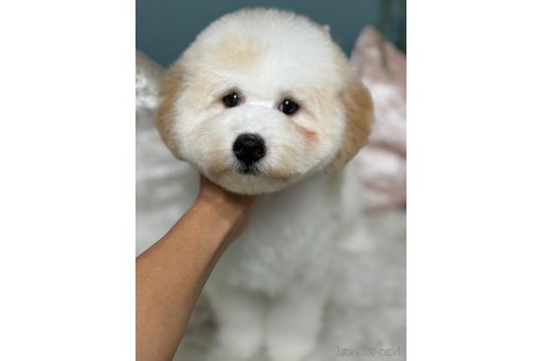 成約済の東京都のミックス犬-346862の4枚目