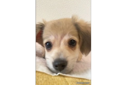 成約済の愛知県のチワックス:チワワ×ミニチュアダックスフンド-346863の4枚目