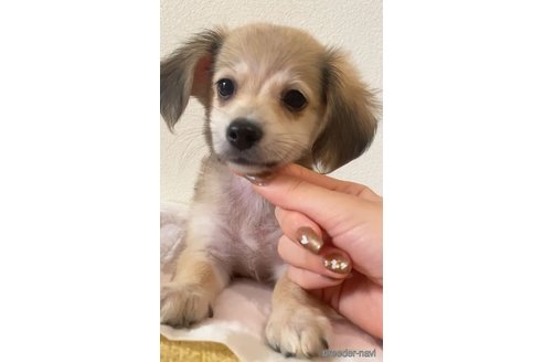 成約済の愛知県のチワックス:チワワ×ミニチュアダックスフンド-346863の5枚目