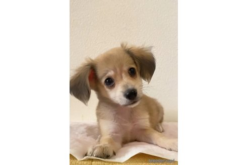 成約済の愛知県のチワックス:チワワ×ミニチュアダックスフンド-346863の2枚目