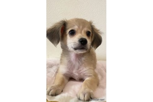 成約済の愛知県のチワックス:チワワ×ミニチュアダックスフンド-346863の3枚目
