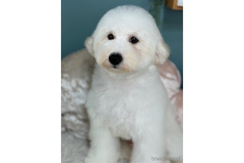 成約済の東京都のミックス犬-346867の4枚目