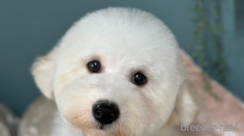 成約済の東京都のミックス犬-346867の3枚目