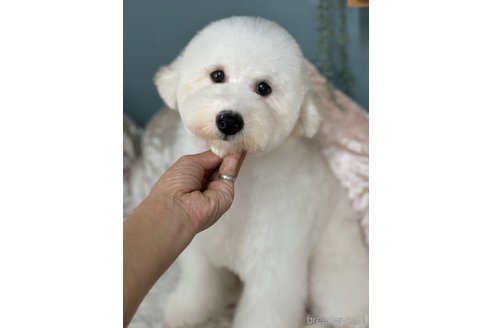 成約済の東京都のミックス犬-346867の2枚目