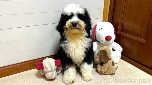 成約済の茨城県のミックス犬-334840の2枚目