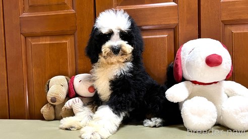 成約済の茨城県のミックス犬-334840の4枚目