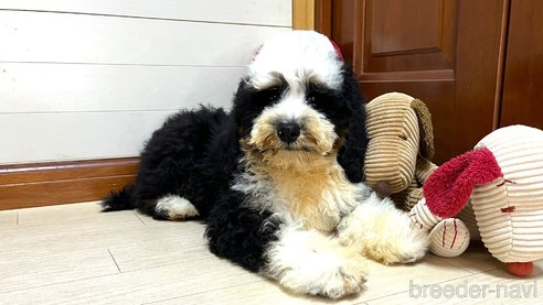 成約済の茨城県のミックス犬-334840の5枚目