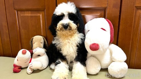 成約済の茨城県のミックス犬-334840の3枚目